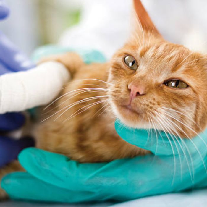 Cat cesarian by vet