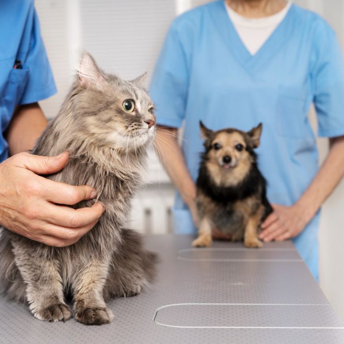 Dog and cat wellness examine by vet