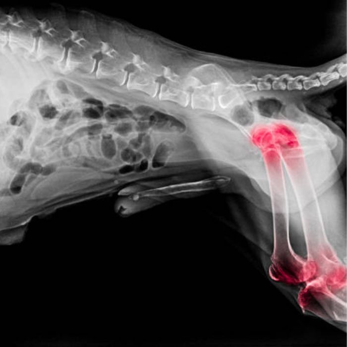 Dog hip scan