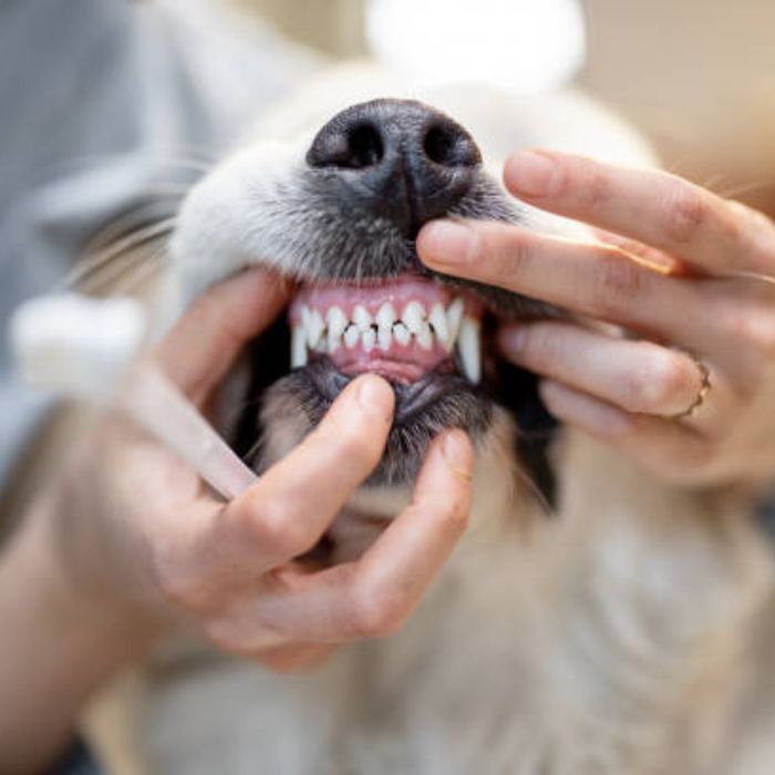 Pet Dental Cleanings