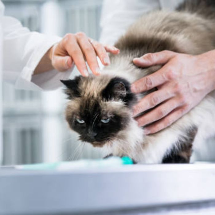 Cat examine by vet