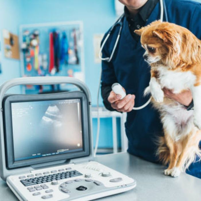 Dog ultrasound by vet