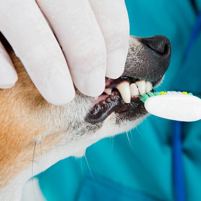 Dog teeth cleaning
