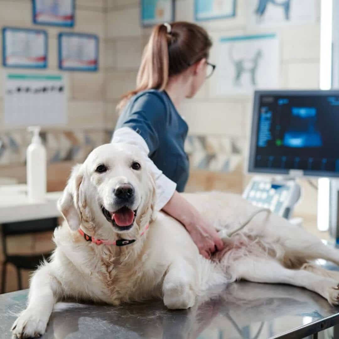 pet ultrasound