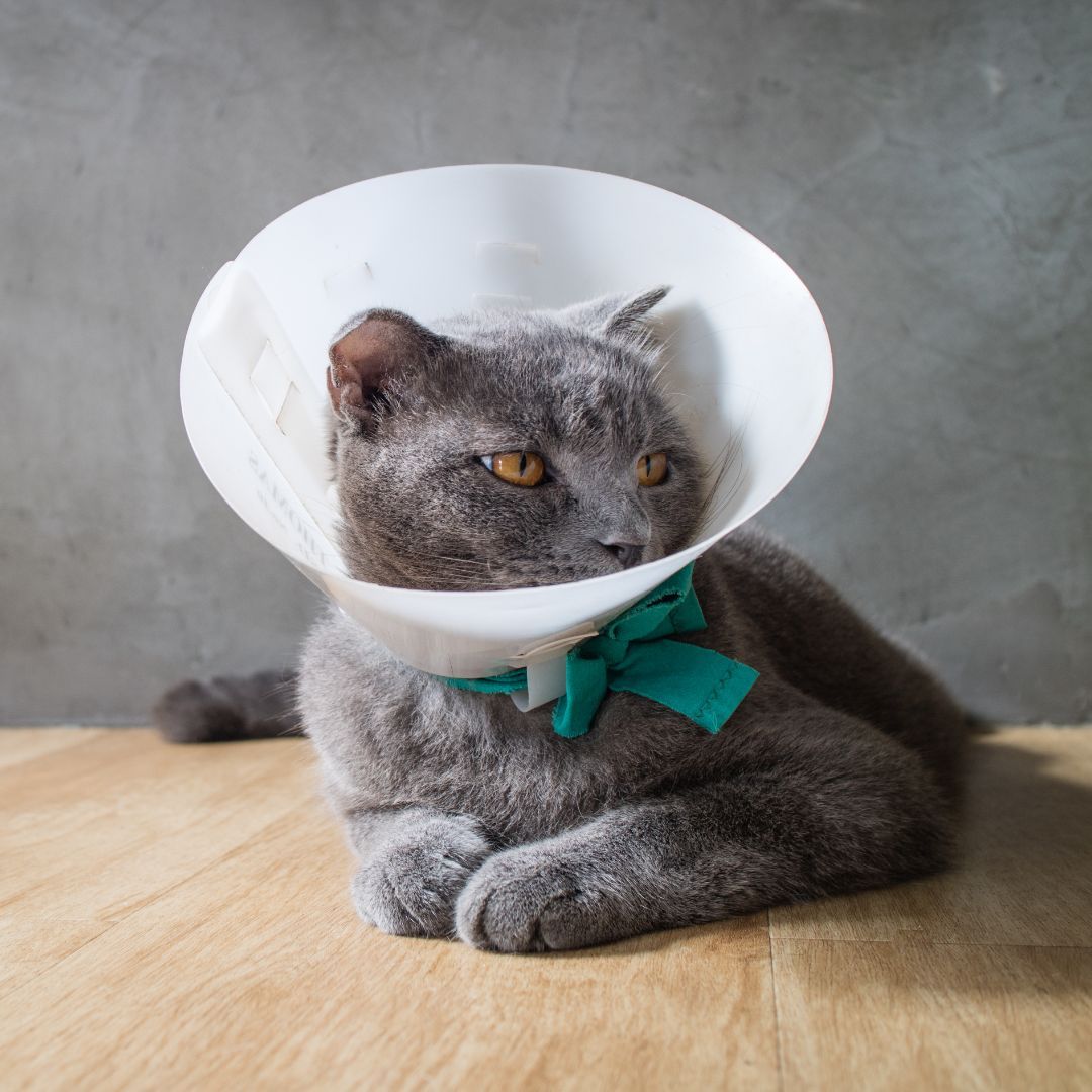 Pet Surgery