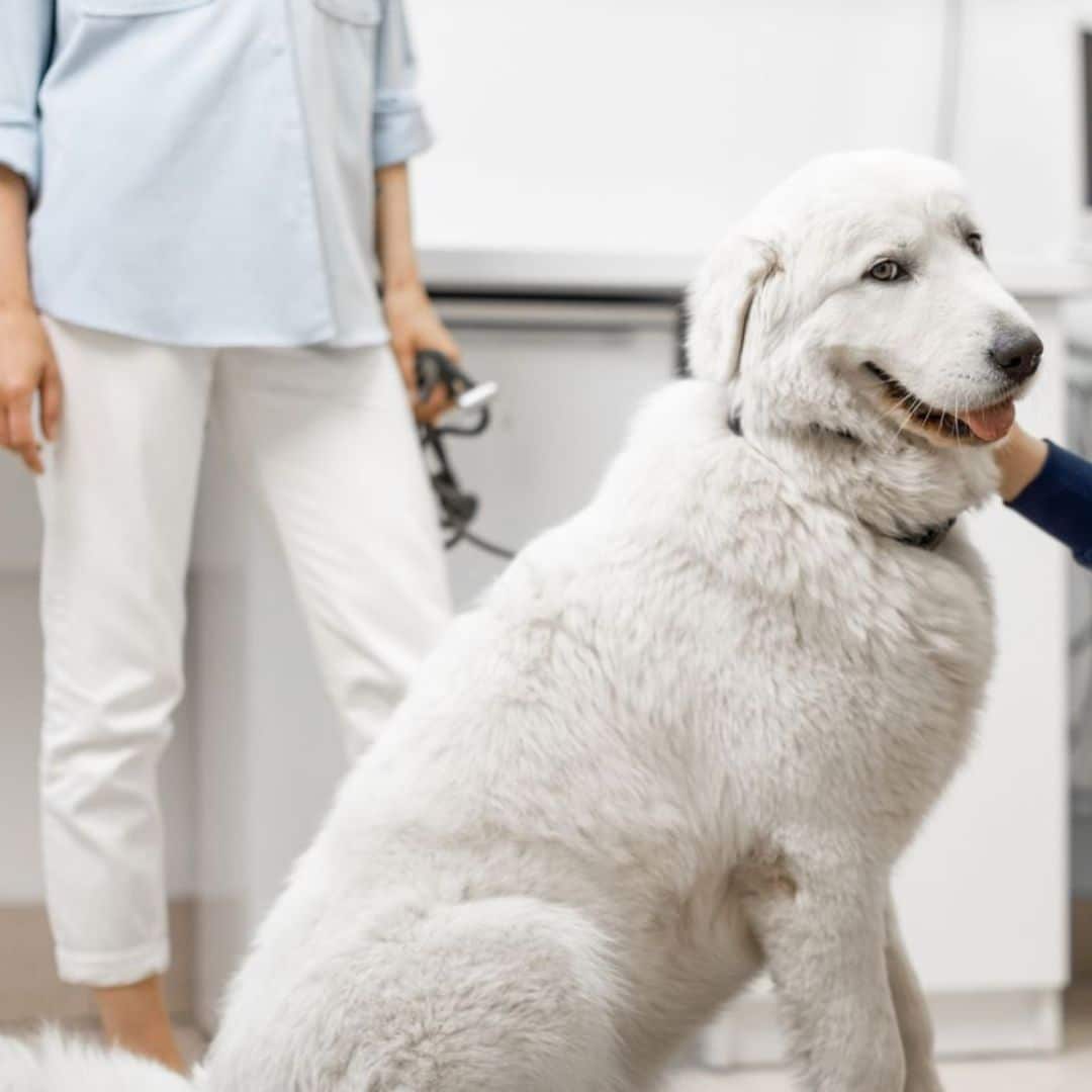 Pet Boarding