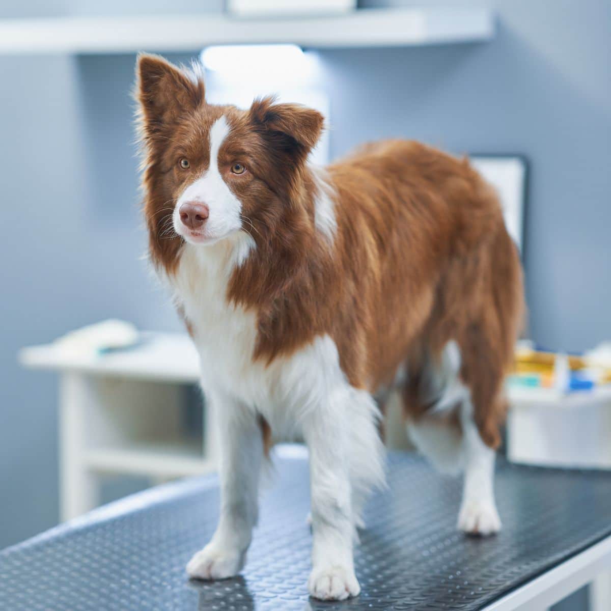 Border Collie dog during visit in Vet